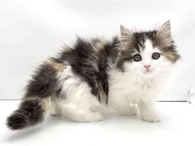 兵庫県のサイベリアン (ひごペットフレンドリークラウンパーク伊丹店/2025年10月25日生まれ/女の子/キャリコ)の子猫の2枚目の画像