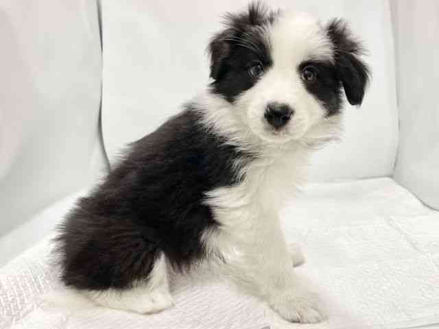 高知県のボーダーコリー (ひごペットフレンドリーイオンモール高知店/2025年10月20日生まれ/女の子/ブラックホワイト)の子犬の2枚目の画像