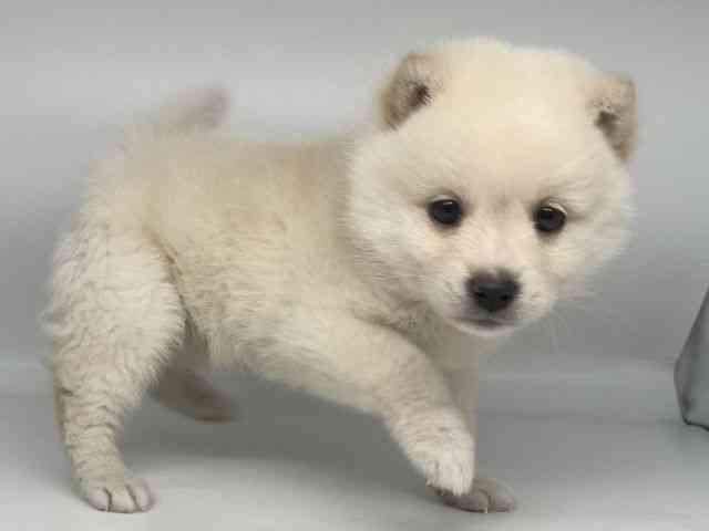 徳島県のポメ柴/豆ポメ/ポメ豆柴(ポメラニアン×柴犬) (ひごペットフレンドリーゆめタウン徳島店/2025年10月26日生まれ/男の子/ホワイト)の子犬の2枚目の画像