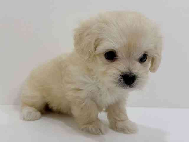 広島県のマルックス(マルチーズ×ダックス) (ひごペットフレンドリーフジグラン神辺店/2025年10月25日生まれ/女の子/クリーム)の子犬の2枚目の画像