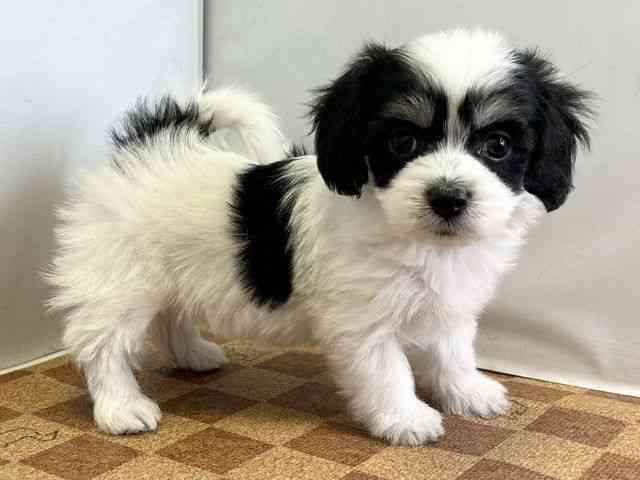 愛媛県のマルックス(マルチーズ×ダックス) (ひごペットフレンドリーエミフルMASAKI店/2025年10月25日生まれ/女の子/ホワイトブラックタン)の子犬の2枚目の画像