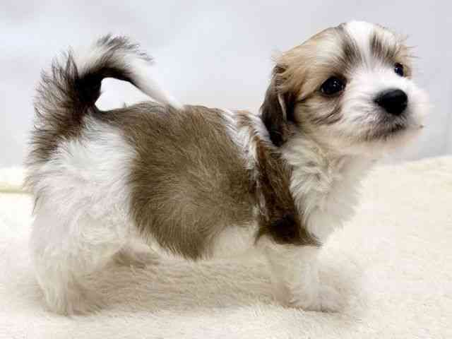 広島県のマルックス(マルチーズ×ダックス) (ひごペットフレンドリーゆめタウン廿日市店/2025年10月25日生まれ/男の子/レッドホワイト)の子犬の2枚目の画像