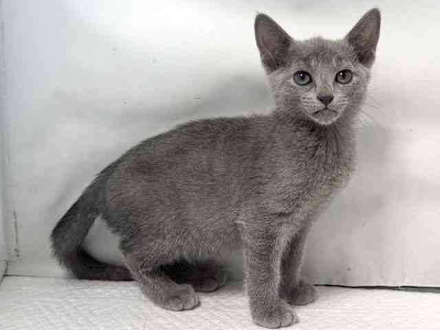 大阪府のロシアンブルー (ひごペットフレンドリー堺プラットプラット店/2025年10月23日生まれ/女の子/ブルー)の子猫の2枚目の画像