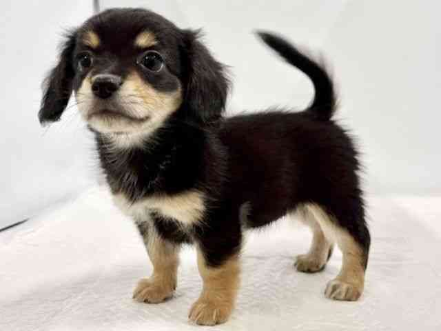 高知県のチワックス(チワワ×ダックス) (ひごペットフレンドリーイオンモール高知店/2025年10月24日生まれ/女の子/ブラックタン)の子犬の2枚目の画像