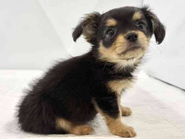 高知県のチワックス(チワワ×ダックス) (ひごペットフレンドリーイオンモール高知店/2025年10月24日生まれ/女の子/ブラックタン)の子犬の2枚目の画像