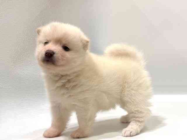 愛知県のポメ柴/豆ポメ/ポメ豆柴(ポメラニアン×柴犬) (ひごペットフレンドリーヴィアモール アピタ江南西店/2025年10月25日生まれ/女の子/ホワイト)の子犬の2枚目の画像