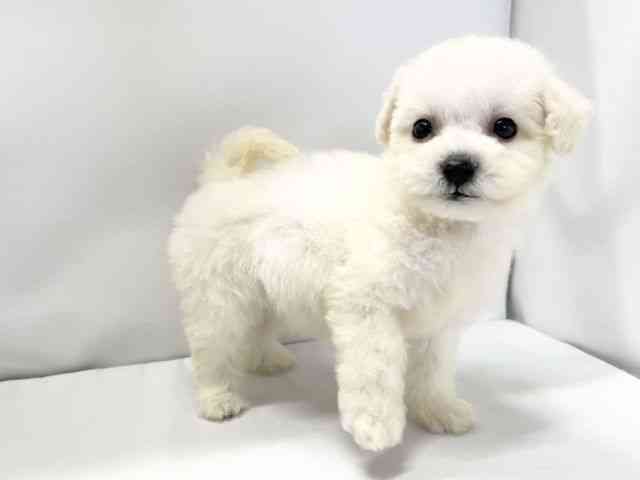 愛媛県のビションフリーゼ (ひごペットフレンドリーイオンモール今治新都市店/2025年10月25日生まれ/女の子/ホワイト)の子犬の2枚目の画像