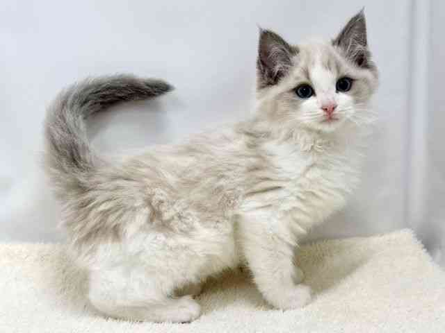 広島県のラグドール (ひごペットフレンドリーゆめタウン廿日市店/2025年10月20日生まれ/男の子/ブルーポイントバイカラー)の子猫の2枚目の画像