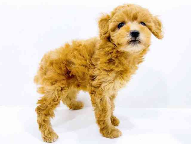 広島県のトイプードル(トイ) (ひごペットフレンドリーフジグラン神辺店/2025年10月25日生まれ/女の子/レッド)の子犬の2枚目の画像