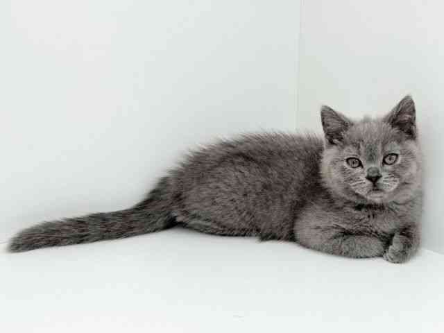 京都府のブリティッシュショートヘアー (ひごペットフレンドリーイズミヤショッピングセンター八幡店/2025年10月25日生まれ/男の子/ブルー)の子猫の2枚目の画像