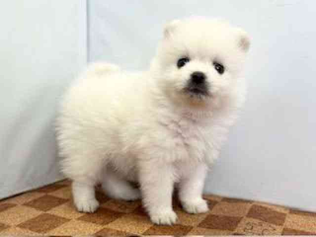 愛媛県のポメラニアン (ひごペットフレンドリーエミフルMASAKI店/2025年10月25日生まれ/男の子/クリーム)の子犬の2枚目の画像