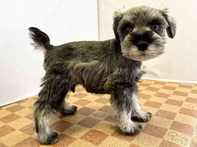 愛媛県のミニチュアシュナウザー (ひごペットフレンドリーエミフルMASAKI店/2025年10月26日生まれ/男の子/ソルトペッパー)の子犬の2枚目の画像