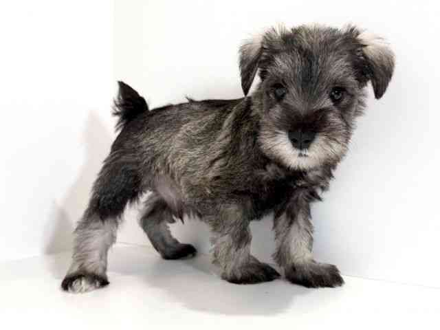 兵庫県のミニチュアシュナウザー (ひごペットフレンドリーイトーヨーカドー明石店/2025年10月26日生まれ/男の子/ソルトペッパー)の子犬の2枚目の画像