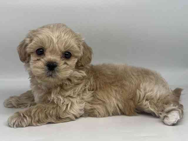 徳島県のペキプー(ペキニーズ×プードル) (ひごペットフレンドリーゆめタウン徳島店/2025年10月23日生まれ/女の子/アプリコット)の子犬の2枚目の画像