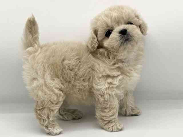 大阪府のペキプー(ペキニーズ×プードル) (ひごペットフレンドリーららぽーとEXPOCITY店/2025年10月25日生まれ/女の子/クリーム)の子犬の2枚目の画像