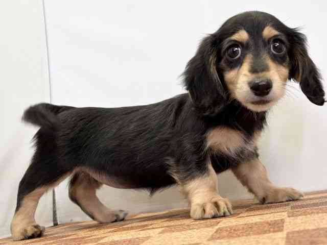 愛媛県のミニチュアダックスフンド(ロング) (ひごペットフレンドリーエミフルMASAKI店/2025年10月24日生まれ/女の子/ブラックイエロー)の子犬の2枚目の画像