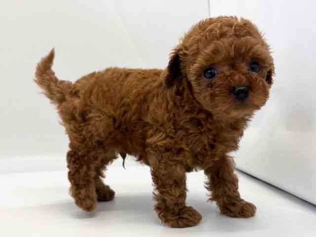 京都府のトイプードル(トイ) (ひごペットフレンドリー京都店/2025年10月24日生まれ/男の子/レッド)の子犬の2枚目の画像