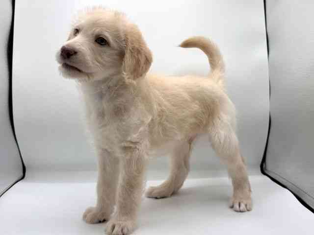 愛知県のラブラドゥードル(ラブラドールレトリーバー×プードル) (ひごペットフレンドリープライムツリー赤池店/2025年10月26日生まれ/男の子/クリーム)の子犬の2枚目の画像