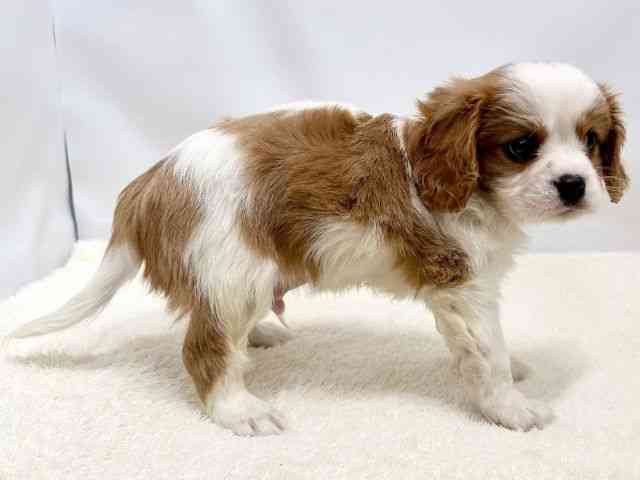 広島県のキャバリアキングチャールズスパニエル (ひごペットフレンドリーゆめタウン廿日市店/2025年10月26日生まれ/男の子/ブレンハイム)の子犬の2枚目の画像