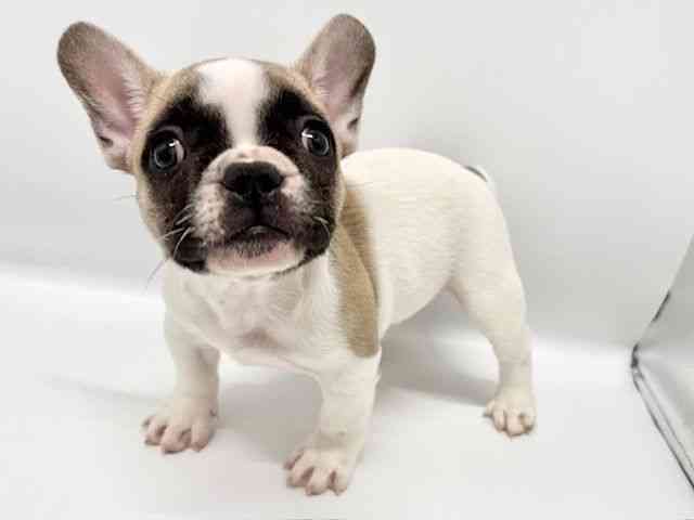 大阪府のフレンチブルドッグ (ひごペットフレンドリーイオンタウン豊中庄内店/2025年10月25日生まれ/男の子/フォーンホワイト)の子犬の2枚目の画像