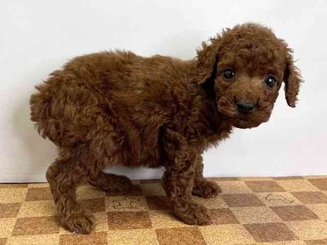 愛媛県のトイプードル(トイ) (ひごペットフレンドリーエミフルMASAKI店/2025年10月25日生まれ/女の子/レッド)の子犬の2枚目の画像