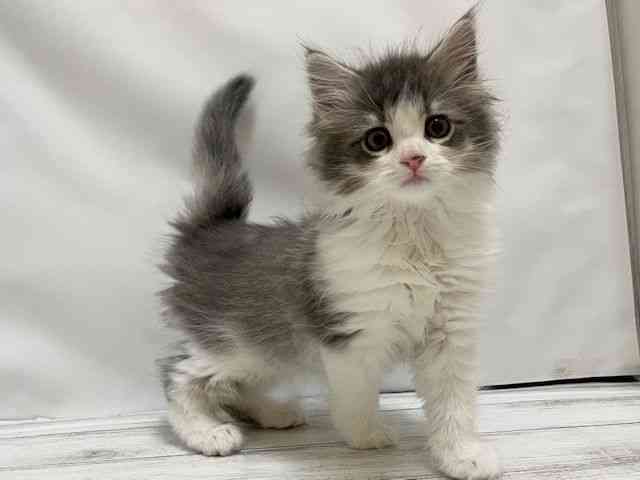 和歌山県のサイベリアン (ひごペットフレンドリーパームシティ和歌山店/2025年10月26日生まれ/男の子/ブルーホワイト)の子猫の2枚目の画像