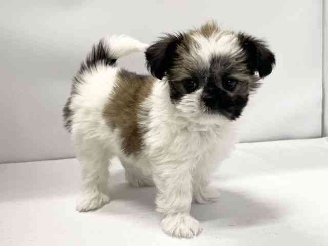 愛媛県のチワズー/チワシーズ(チワワ×シーズー) (ひごペットフレンドリーイオンモール今治新都市店/2025年10月26日生まれ/女の子/ホワイトゴールド)の子犬の2枚目の画像