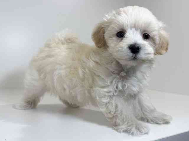 兵庫県のマルプー(マルチーズ×プードル) (ひごペットフレンドリーイトーヨーカドー明石店/2025年10月23日生まれ/男の子/クリーム)の子犬の2枚目の画像