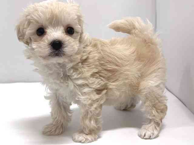 奈良県のマルプー(マルチーズ×プードル) (ひごペットフレンドリー奈良パワーシティ店/2025年10月24日生まれ/男の子/クリーム)の子犬の2枚目の画像