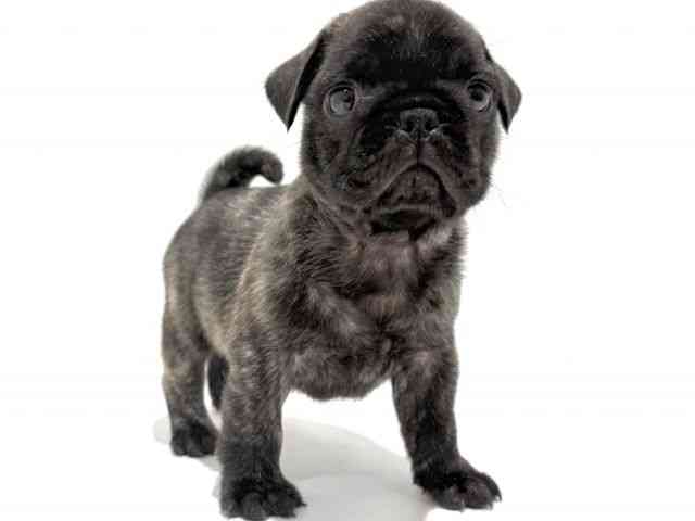 大阪府のフレンチパグ/パグフレンチ(フレンチブルドック×パグ) (ひごペットフレンドリーイオン高槻店/2025年10月24日生まれ/男の子/ブリンドル)の子犬の2枚目の画像