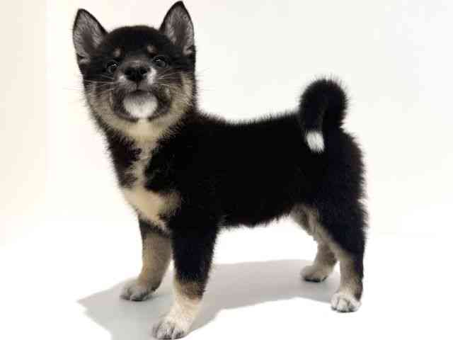 大阪府の柴犬(標準サイズ) (ひごペットフレンドリーイオン高槻店/2025年10月25日生まれ/女の子/黒)の子犬の2枚目の画像