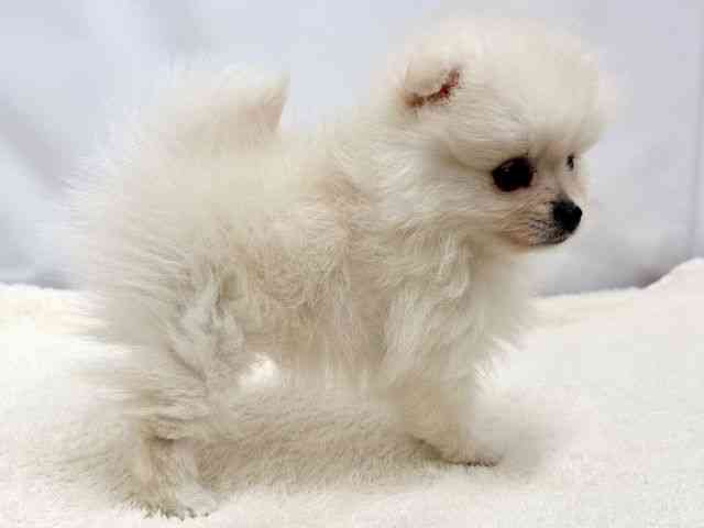 広島県のポメラニアン (ひごペットフレンドリーゆめタウン廿日市店/2025年10月25日生まれ/女の子/クリーム)の子犬の2枚目の画像