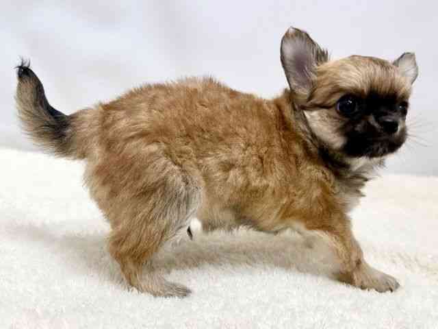 広島県のチワワ(ロング) (ひごペットフレンドリーゆめタウン廿日市店/2025年10月15日生まれ/男の子/フォーンホワイト)の子犬の2枚目の画像