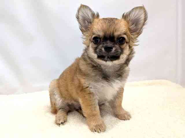 広島県のチワワ(ロング) (ひごペットフレンドリーゆめタウン廿日市店/2025年10月15日生まれ/男の子/フォーンホワイト)の子犬の2枚目の画像