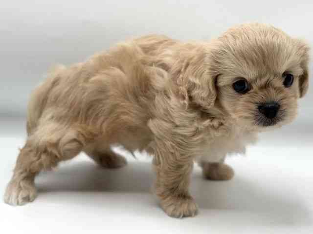 香川県のペキプー(ペキニーズ×プードル) (ひごペットフレンドリーゆめタウン高松店/2025年10月24日生まれ/男の子/アプリコット)の子犬の2枚目の画像