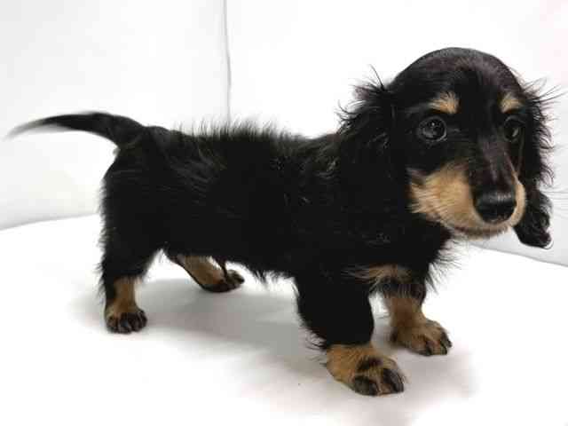 奈良県のミニチュアダックスフンド(ロング) (ひごペットフレンドリー奈良パワーシティ店/2025年10月24日生まれ/男の子/ブラックタン)の子犬の2枚目の画像