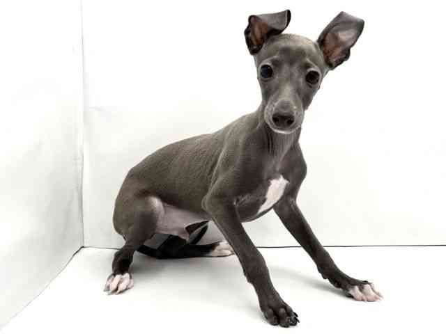 兵庫県のイタリアングレーハウンド (ひごペットフレンドリークラウンパーク伊丹店/2025年10月20日生まれ/男の子/ブルーホワイト)の子犬の2枚目の画像