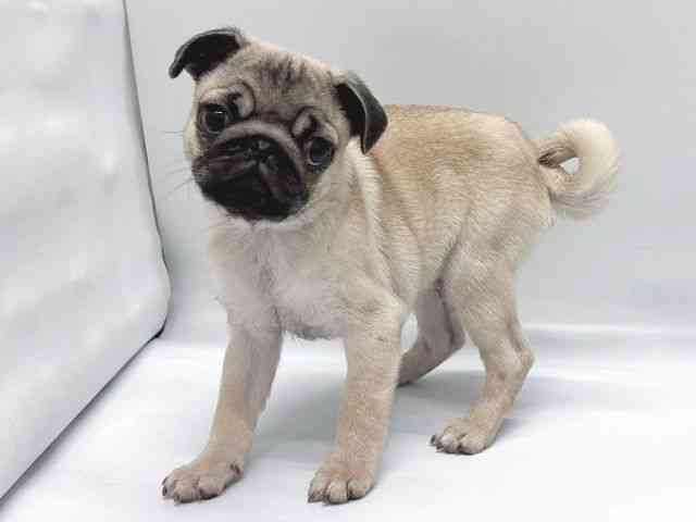 京都府のパグ (ひごペットフレンドリー京都店/2025年10月23日生まれ/男の子/フォーン)の子犬の2枚目の画像