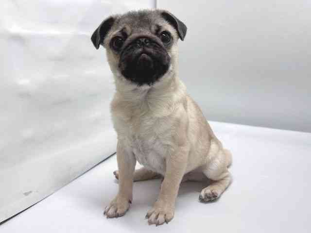 京都府のパグ (ひごペットフレンドリー京都店/2025年10月23日生まれ/男の子/フォーン)の子犬の2枚目の画像