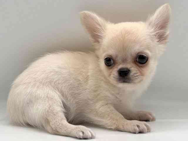 愛知県のチワワ(ロング) (ひごペットフレンドリープライムツリー赤池店/2025年10月23日生まれ/男の子/クリーム)の子犬の2枚目の画像