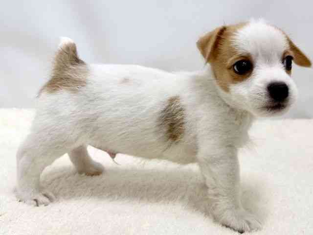 広島県のジャックラッセルテリア (ひごペットフレンドリーゆめタウン廿日市店/2025年10月25日生まれ/男の子/タンホワイト)の子犬の2枚目の画像