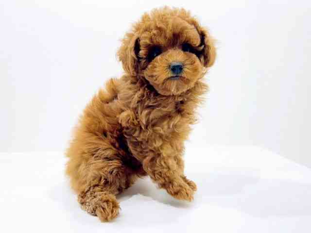 広島県のトイプードル(トイ) (ひごペットフレンドリーフジグラン神辺店/2025年10月26日生まれ/女の子/レッド)の子犬の2枚目の画像