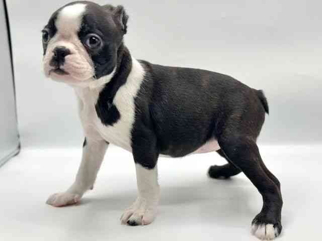 香川県のボストンテリア (ひごペットフレンドリーゆめタウン高松店/2025年10月24日生まれ/女の子/ボストンカラー)の子犬の2枚目の画像