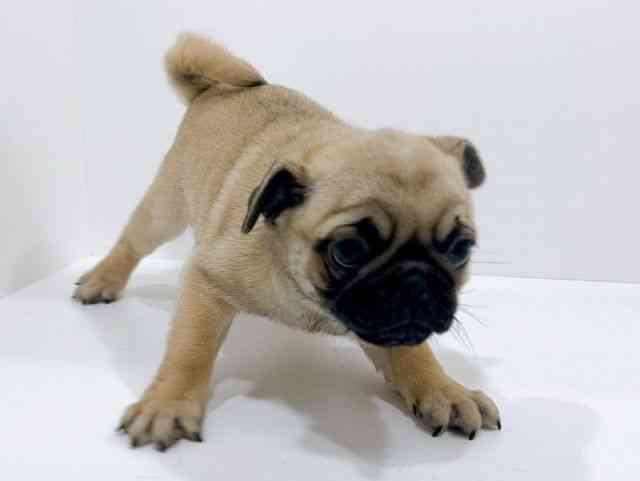 広島県のパグ (ひごペットフレンドリーフジグラン神辺店/2025年10月24日生まれ/女の子/フォーン)の子犬の2枚目の画像