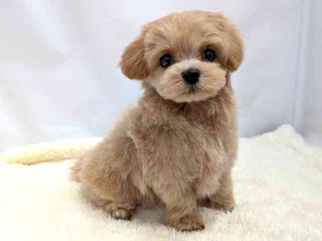 広島県のマルプー(マルチーズ×プードル) (ひごペットフレンドリーゆめタウン廿日市店/2025年10月21日生まれ/女の子/アプリコット)の子犬の2枚目の画像