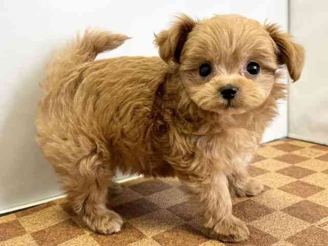 愛媛県のハーフ犬・ミックス犬 (ひごペットフレンドリーエミフルMASAKI店/2025年10月25日生まれ/女の子/レッド)の子犬の2枚目の画像