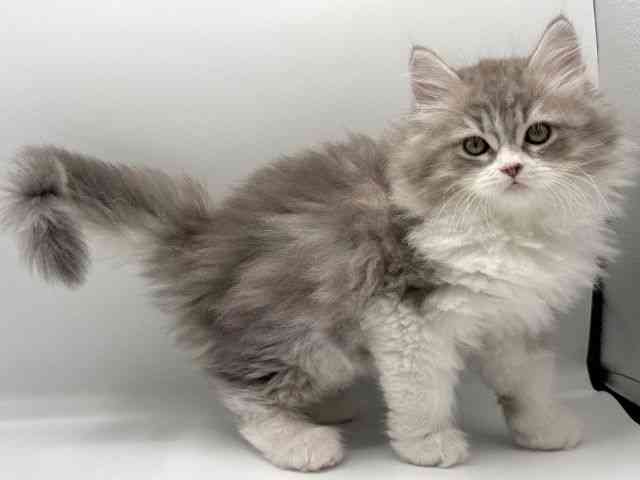 愛知県のサイベリアン (ひごペットフレンドリープライムツリー赤池店/2025年10月22日生まれ/男の子/ブルーシルバータビーホワイト)の子猫の2枚目の画像
