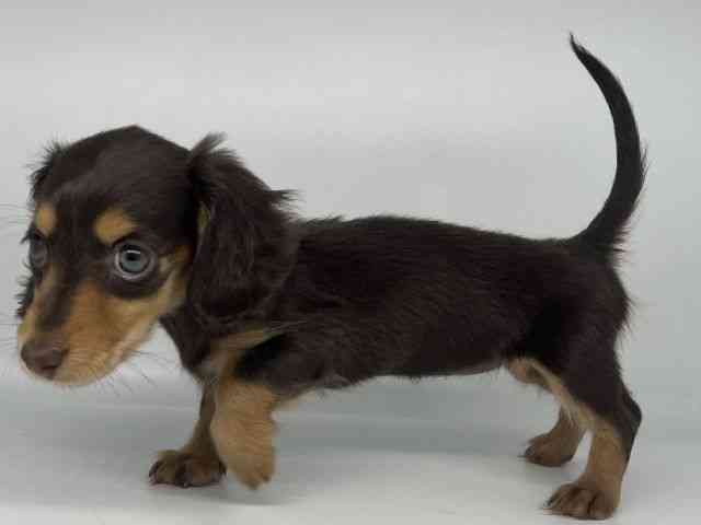 徳島県のカニンヘンダックスフンド(ロング) (ひごペットフレンドリーゆめタウン徳島店/2025年10月26日生まれ/女の子/チョコレートタン)の子犬の2枚目の画像