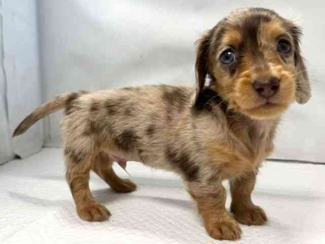 大阪府のカニンヘンダックスフンド(ロング) (ひごペットフレンドリー堺プラットプラット店/2025年10月26日生まれ/男の子/チョコレートダップル)の子犬の2枚目の画像