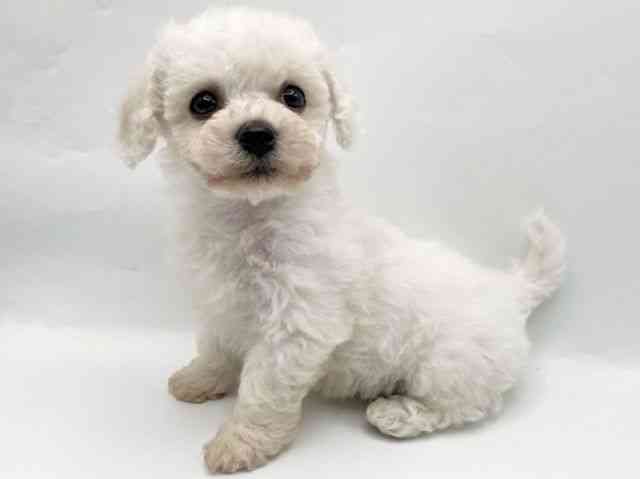 奈良県のビションフリーゼ (ひごペットフレンドリートナリエ大和高田店/2025年10月25日生まれ/女の子/ホワイト)の子犬の2枚目の画像